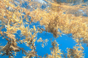 sabreintership sabreintership