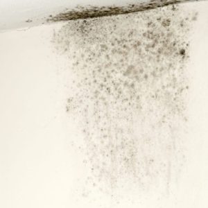 Mold and Allergies